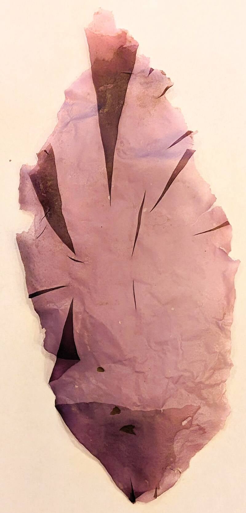 Nori, zeewier van de Lofoten