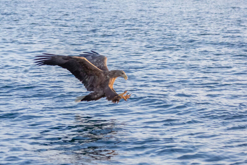Zeearend grijpt haring uit zee, Lofoten, fotograaf Ton Trel, 
