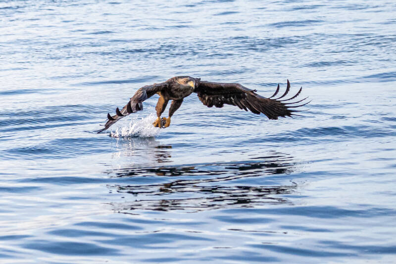 Lofoten, zeearend grijpt haring uit het water, fotograaf Ton Trel