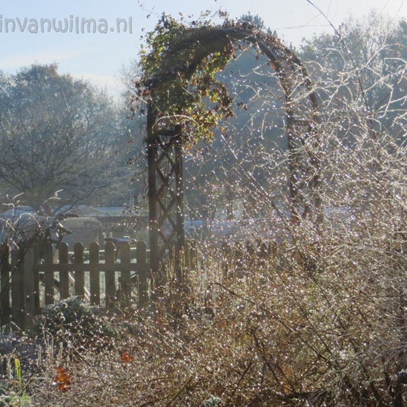 Glinsterende tuin