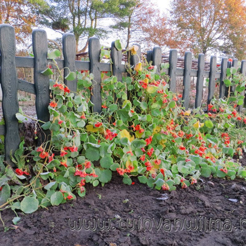 Oost Indische kers
