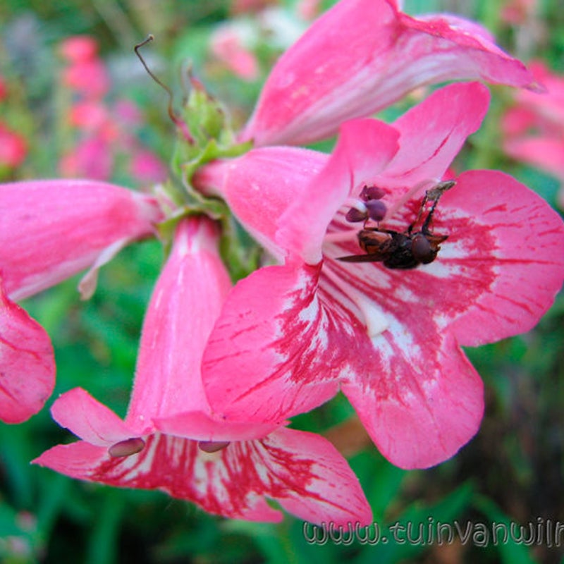 Penstemon en ?