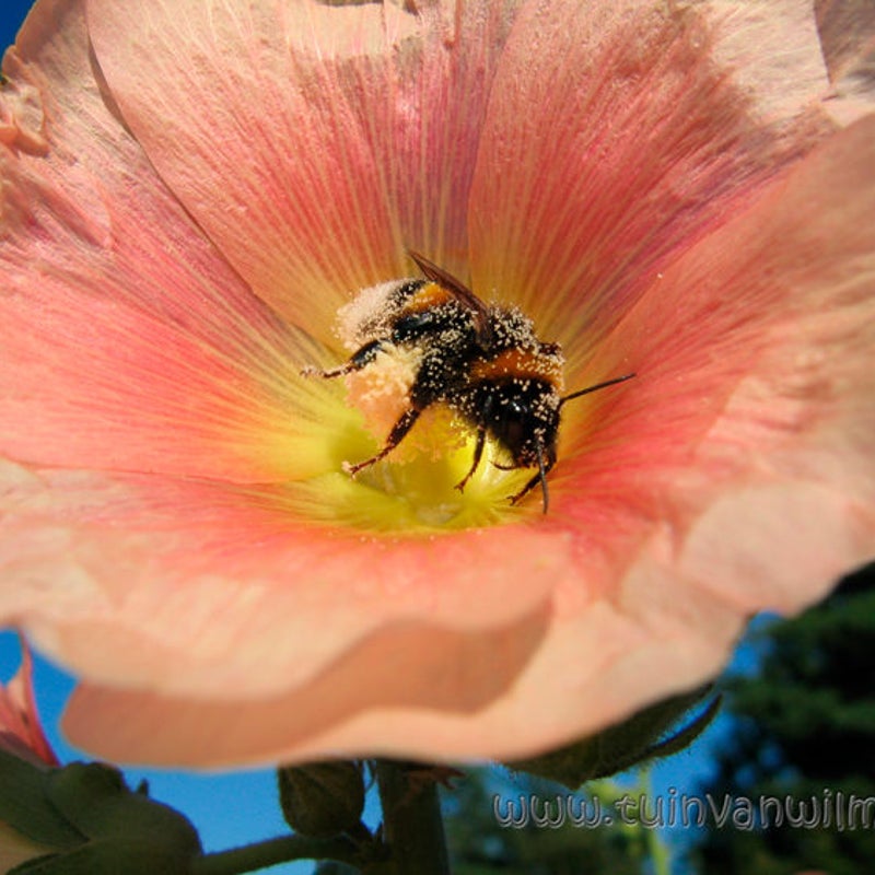 Relaxende hommel