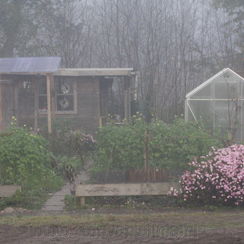 Tuintje in de mist