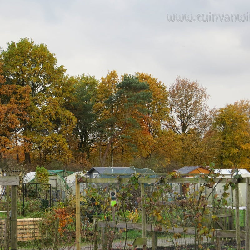 Herfst 18-11-2017