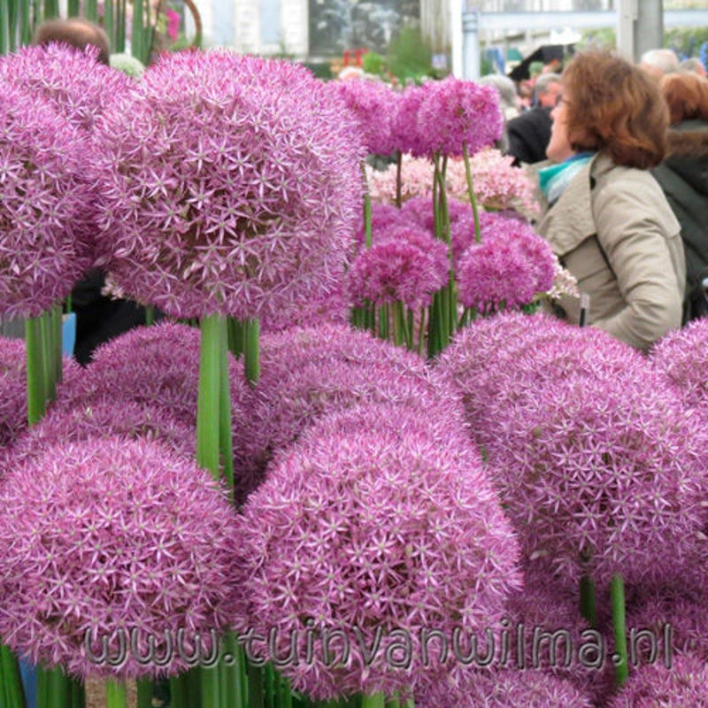 Alliums van Warmenhoven