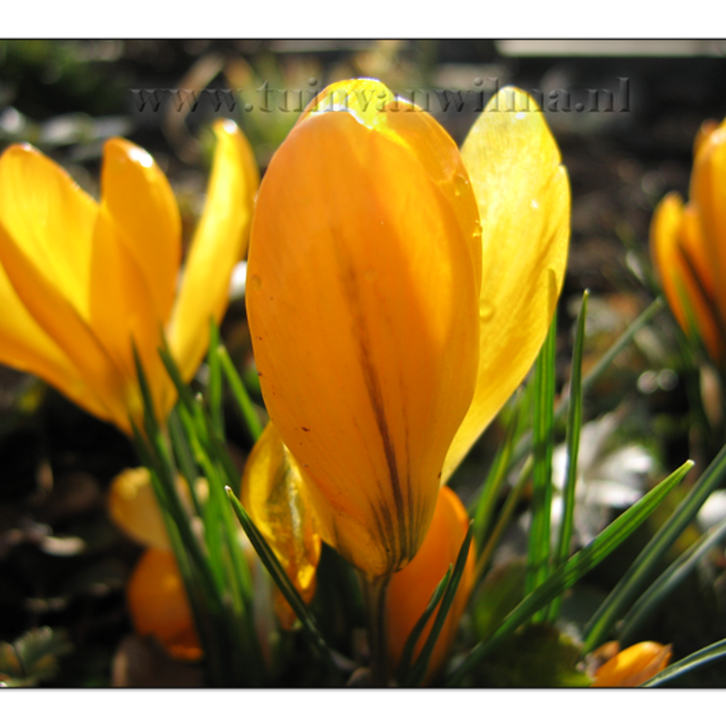 Zonnig krocus geel