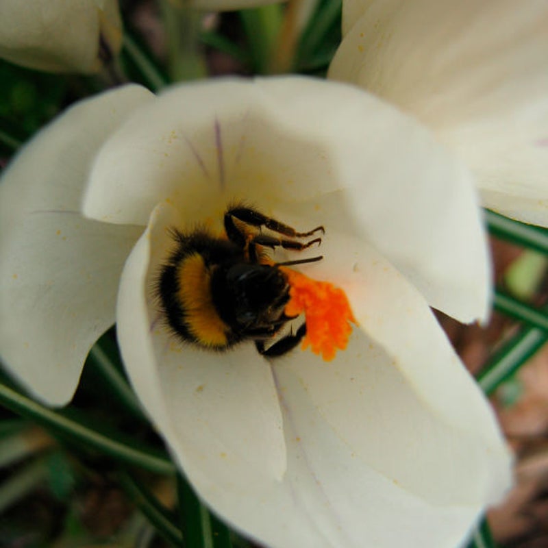 Hommel