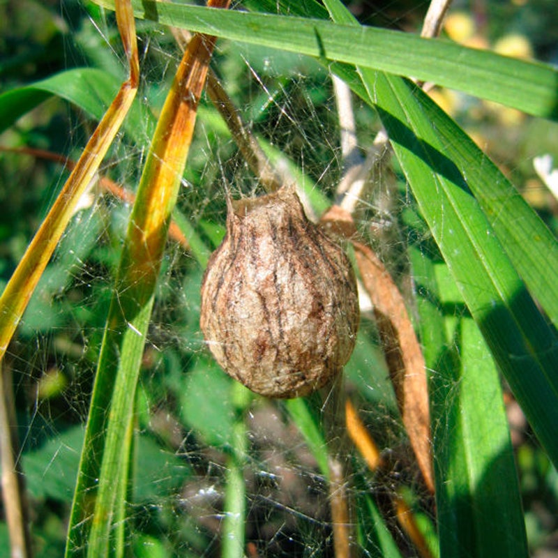 Nest of cocon van tijgerspin