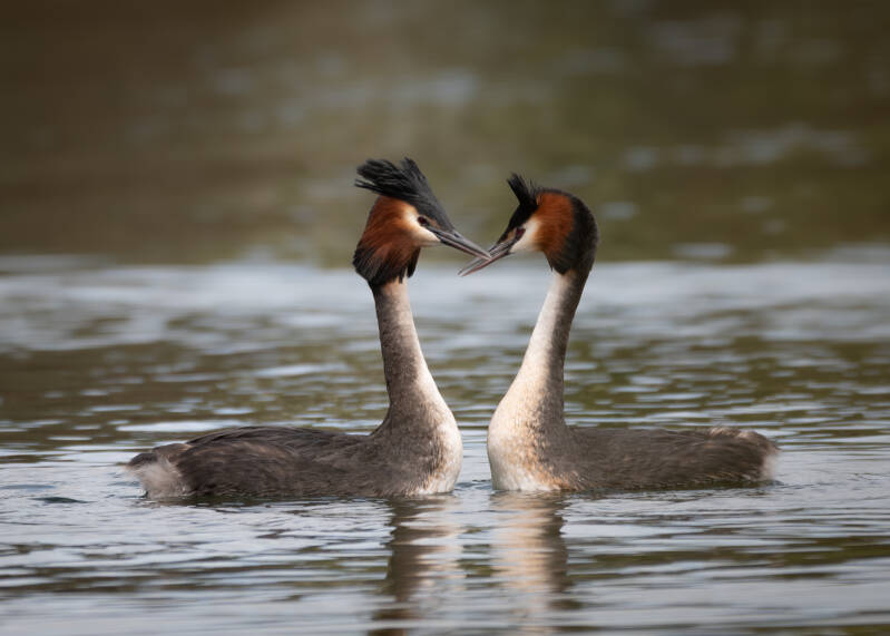 australasian-crested-grebe-te-anau-standard.jpg