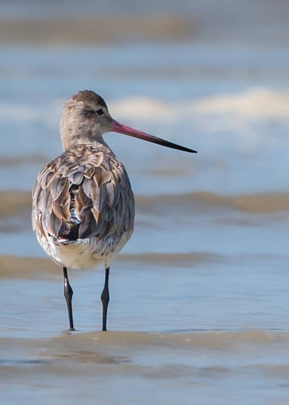 godwit-1-portrait-sep-23-standard.jpg