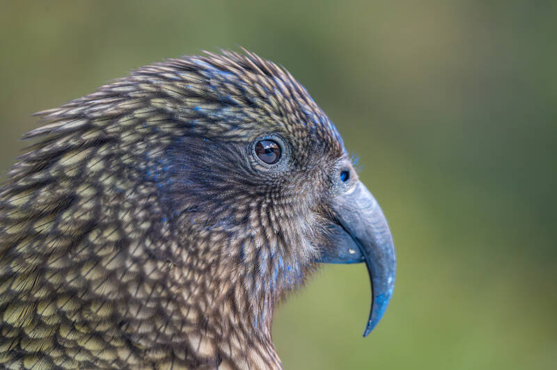 kea-up-head-shot-te-anau-standard.jpg