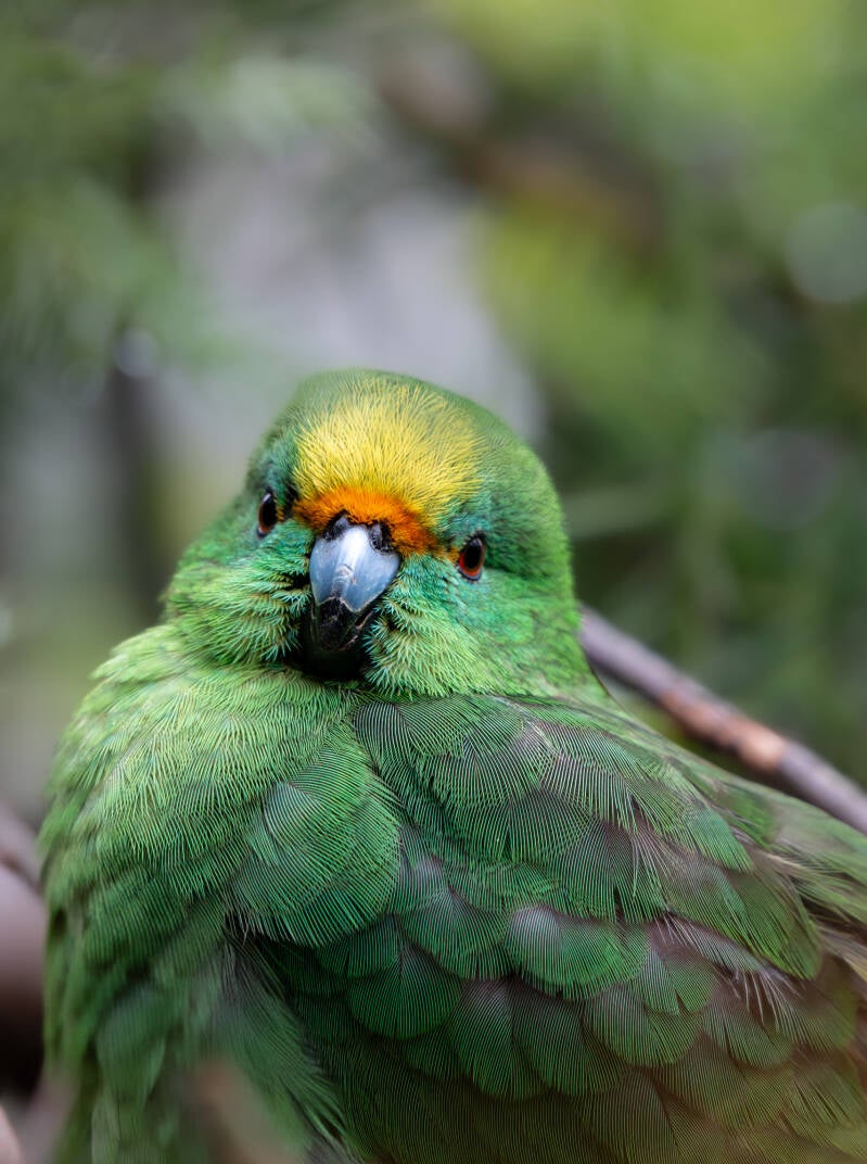 orange-fronted-parakeet-crop-pukaha-standard.jpg