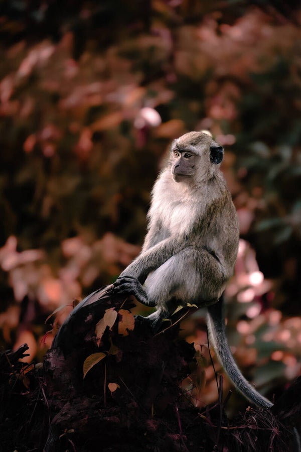 Macaque Crabier