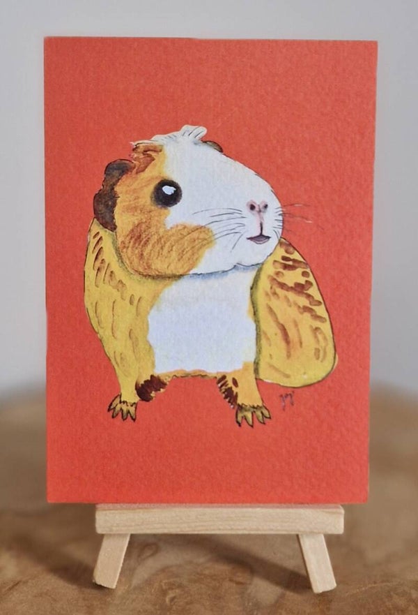 Cavia oranje achtergrond