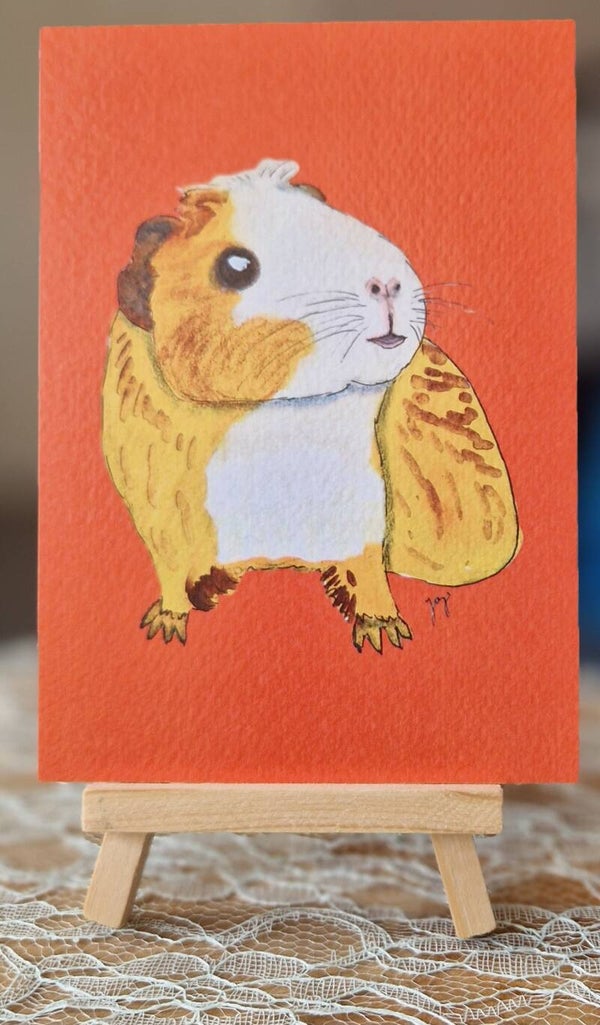 Cavia op oranje