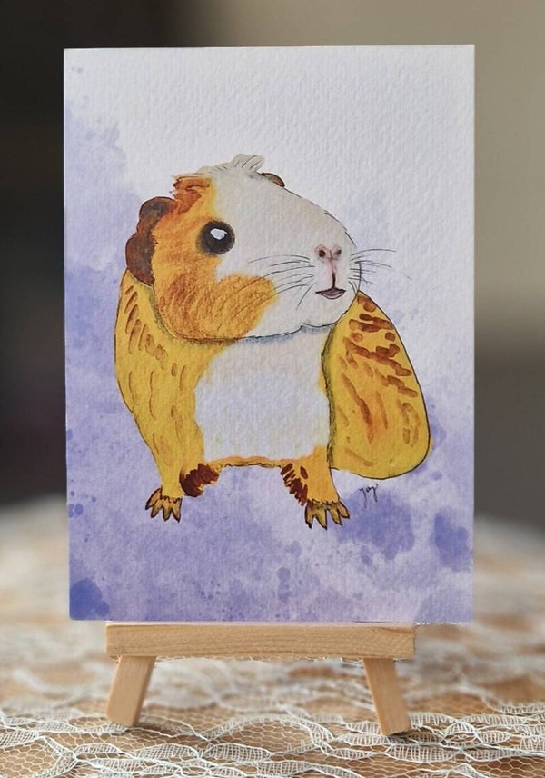 Cavia