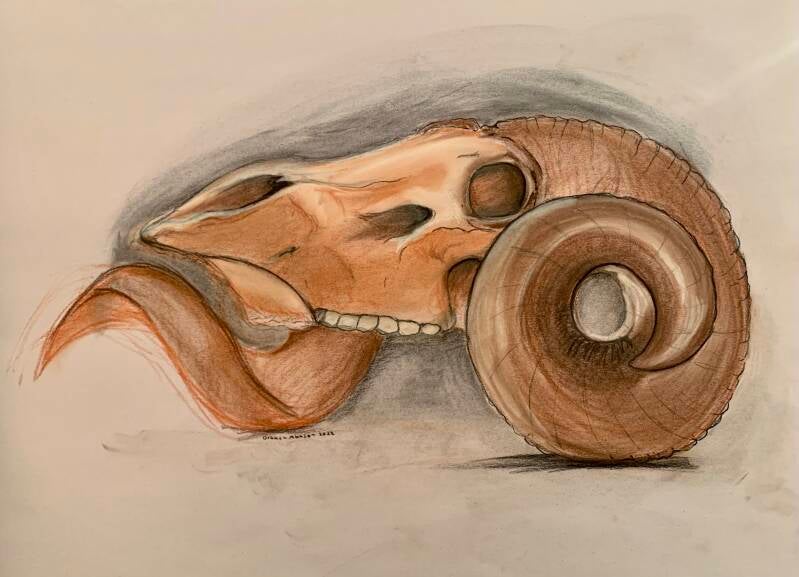 Ram Skull - conte crayon 