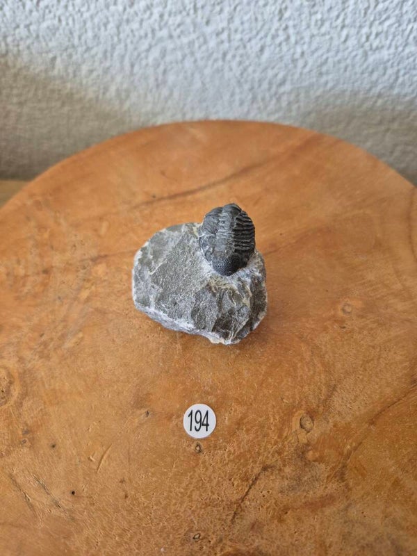 Phacobs Rana , Trilobiet nr194