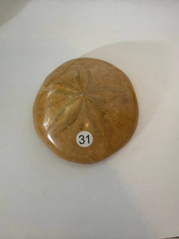Fossiele zee-egel (zanddollar) nr31