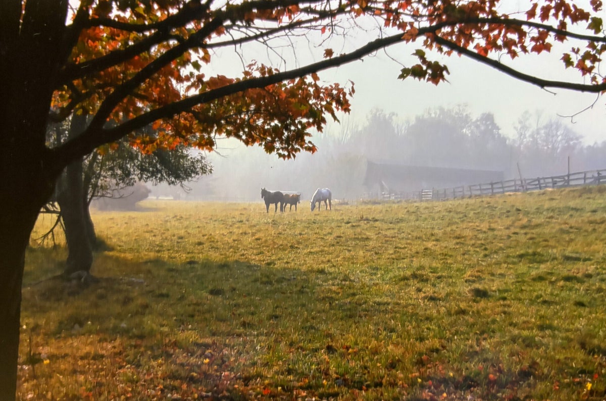 Daisy Field Farm photo