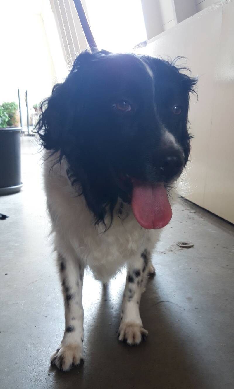 Wiske Friese stabij na de behandeling