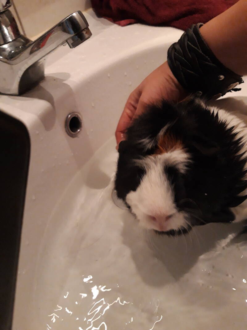Babbel kortharige cavia heerlijk in het badje