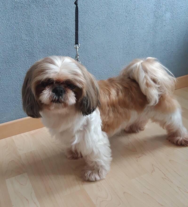 Shibo shih tzu na vachtverzorging