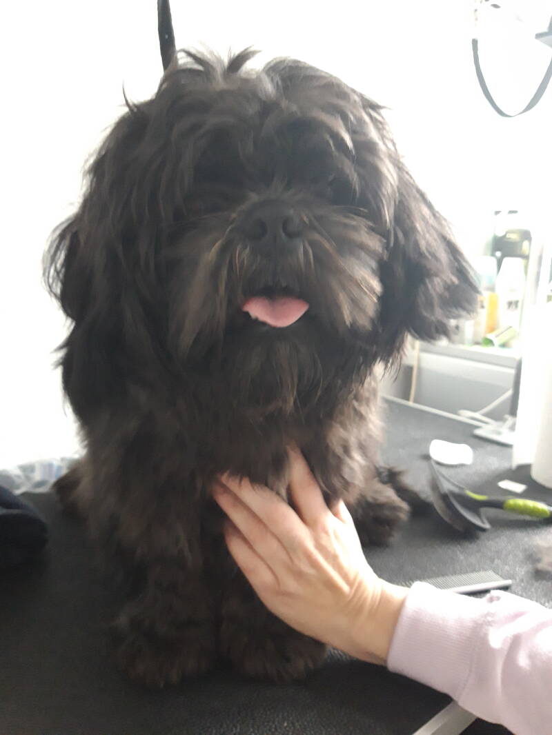 Shadow Shih tzu voor de behandeling