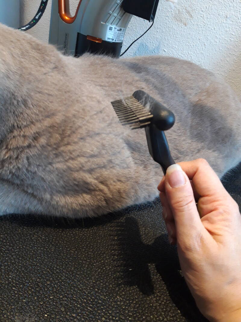 Simba britse korthaar