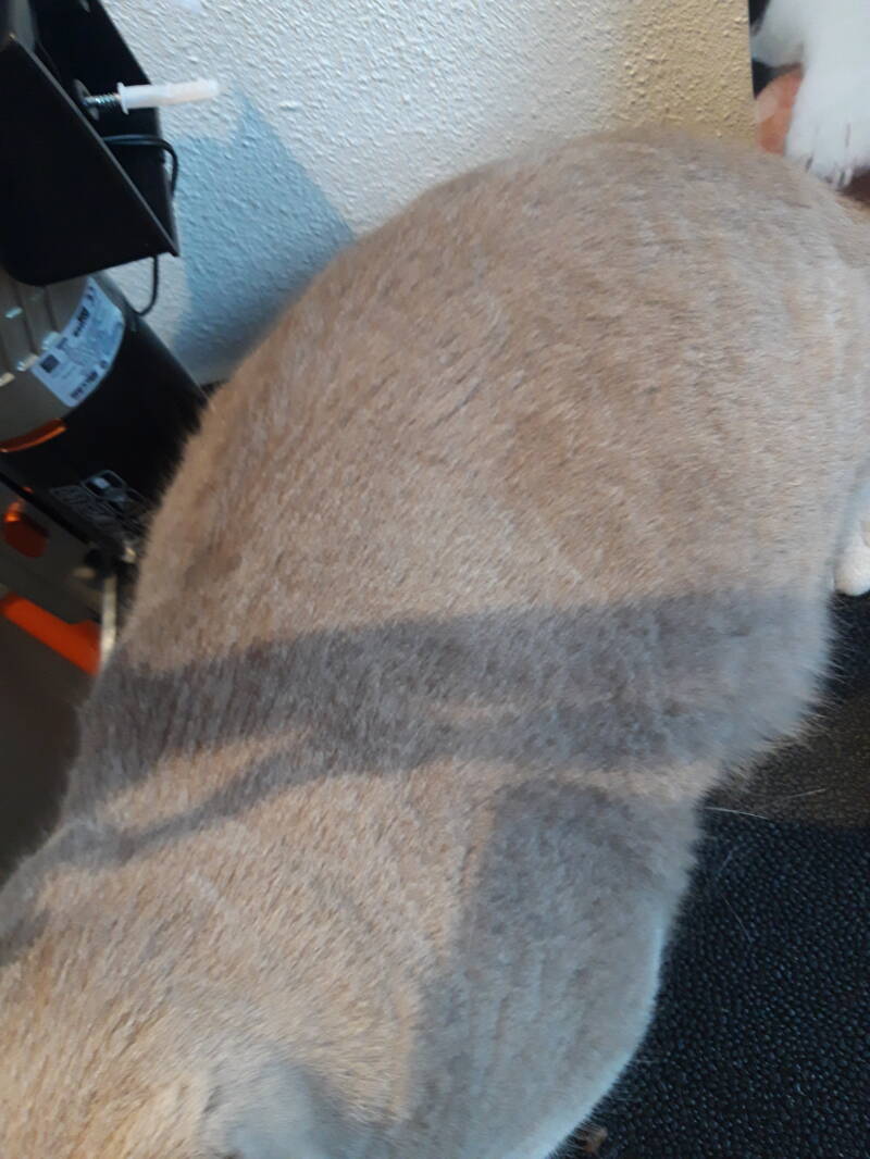 Simba na de behandeling