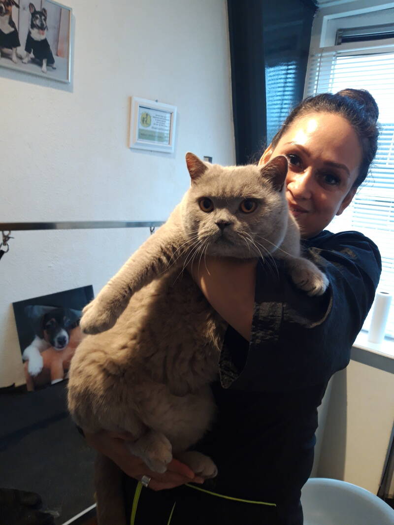 Simba britse korthaar