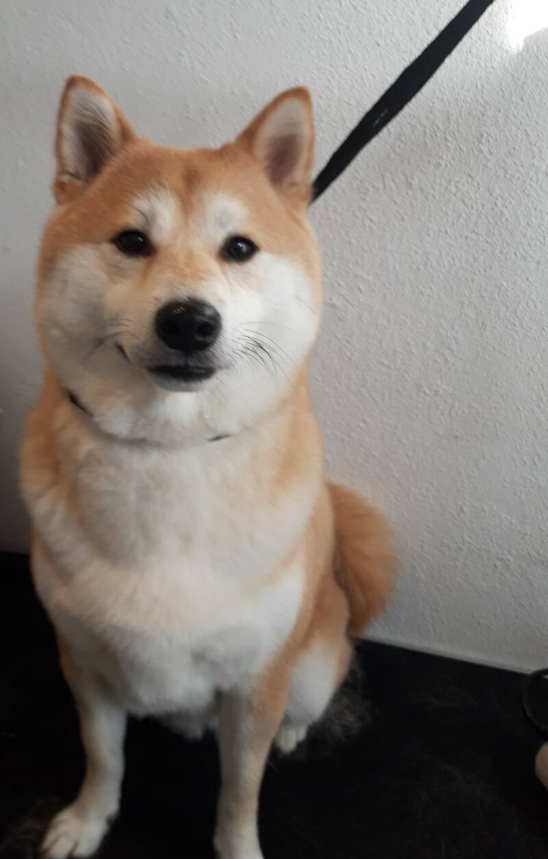 Chicco Shiba inu