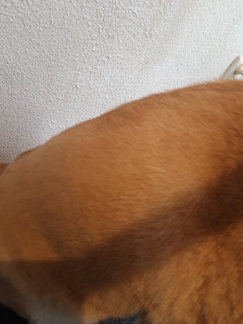 na de behandeling van Chicco Shiba inu