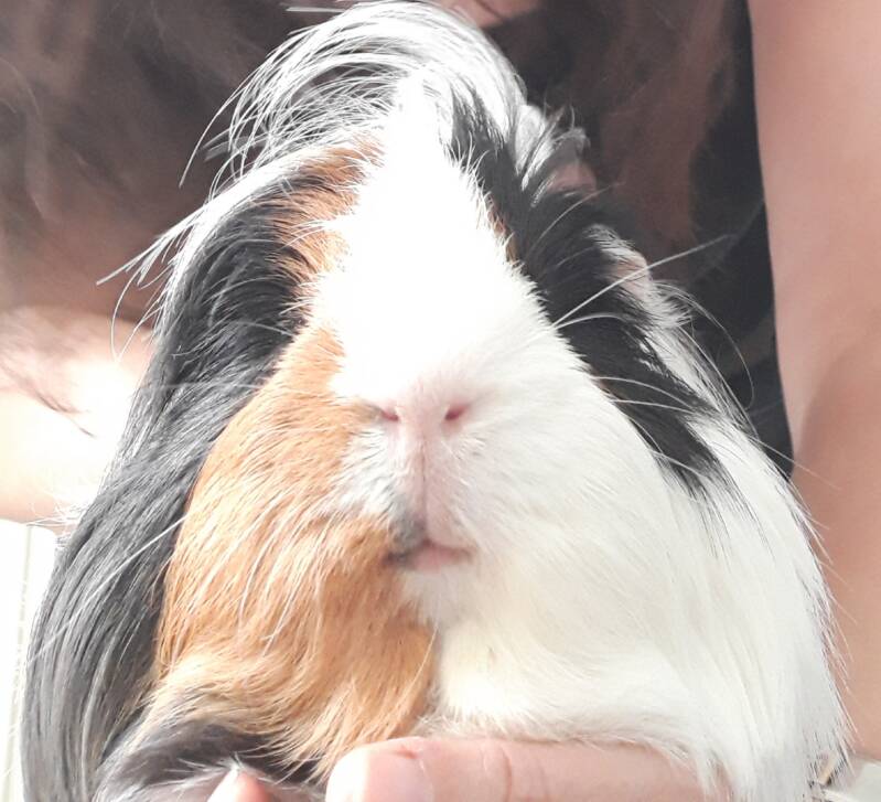 Knabbel langharige cavia