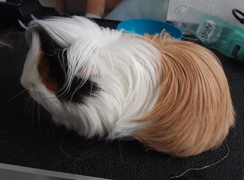 Knabbel vacht bijgeknipt