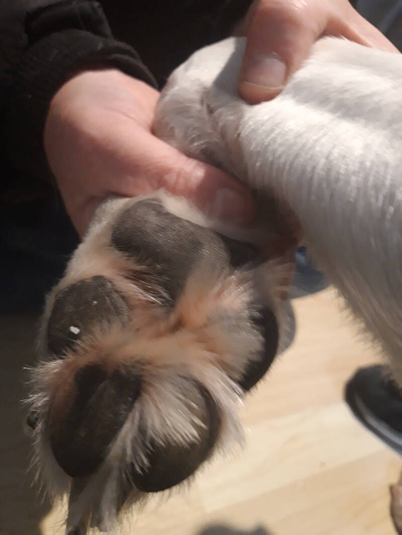 Bo pootje voor de behandeling