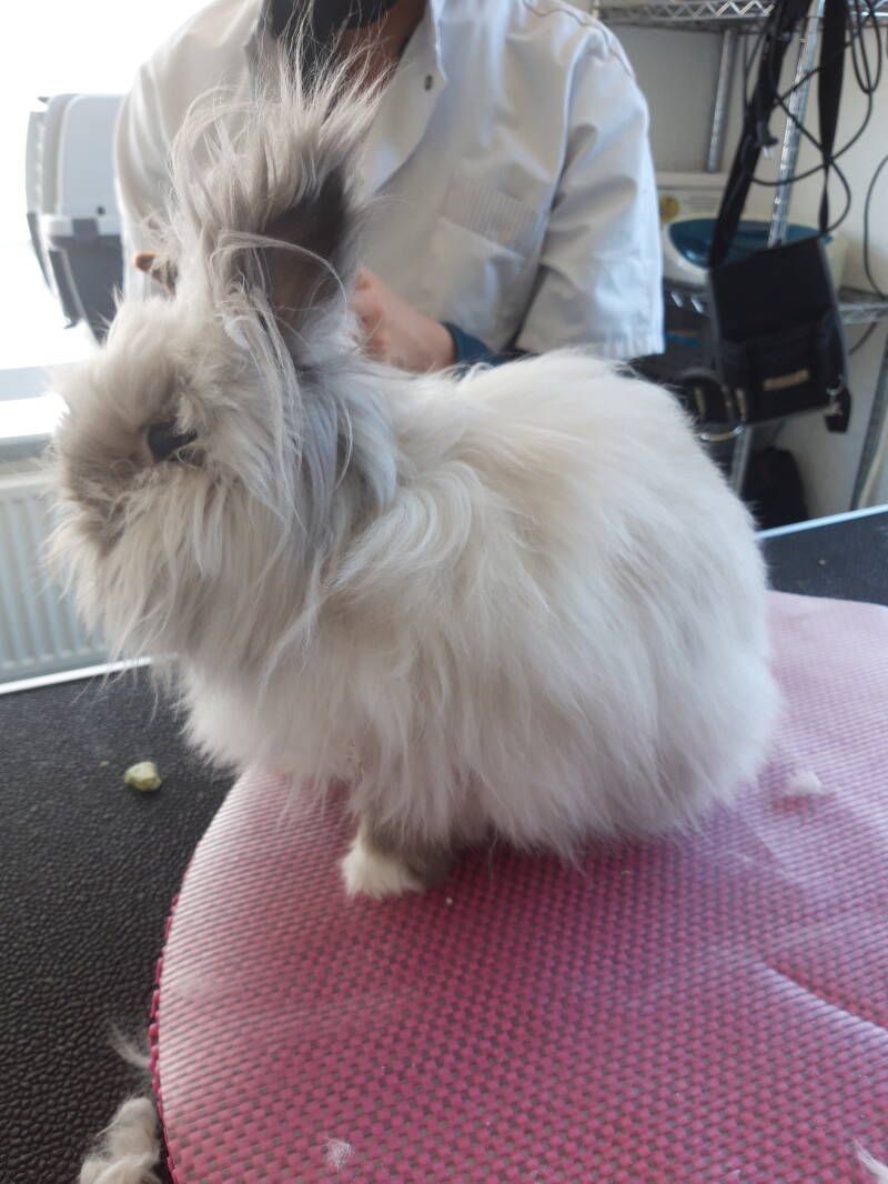 kruising angora Henkie