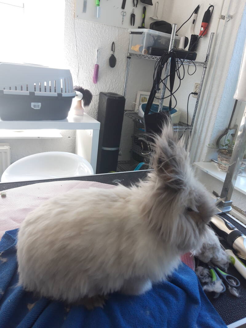 Henkie zijn vacht wat ingekort.