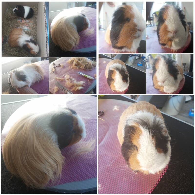 knabbel en babbel vacht outfit voor de zomertijd.