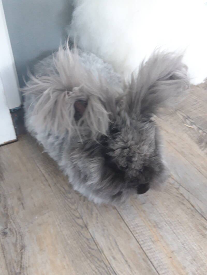 Zijn oortjes mooi fluffy behouden.