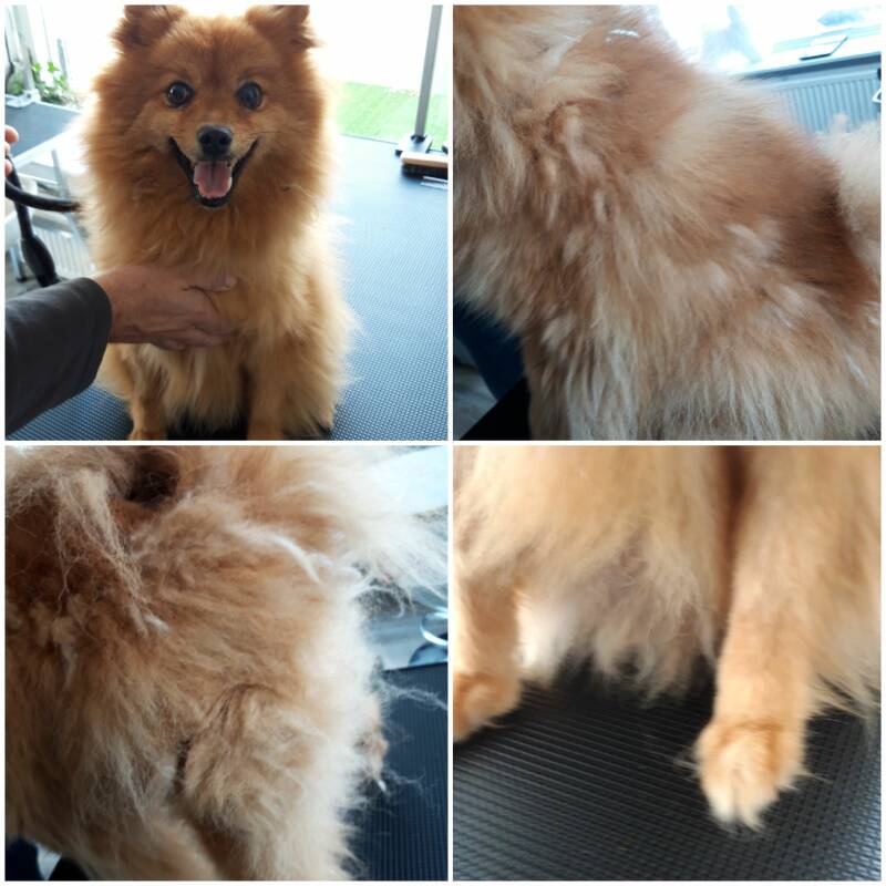 Dwergkeeshondje voor ( Marley)