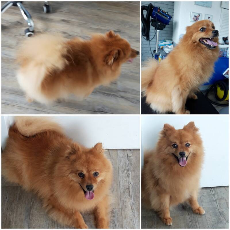 Dwergkeeshondje erna (Marley)