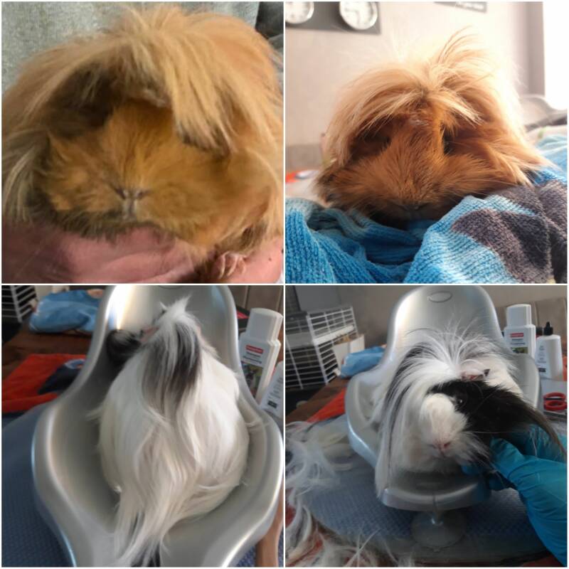 2 cavia&#039;s Knabbel en Little tijdens de behandeling