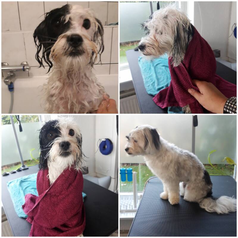 Bella tijdens de behandeling