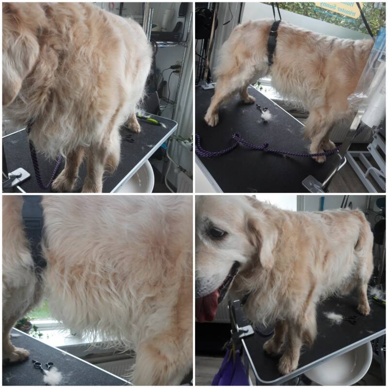 Puck voor de behandeling