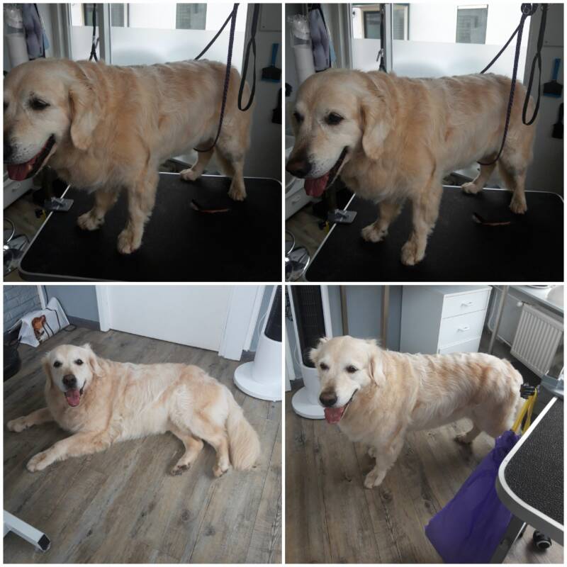 Puck na de behandeling