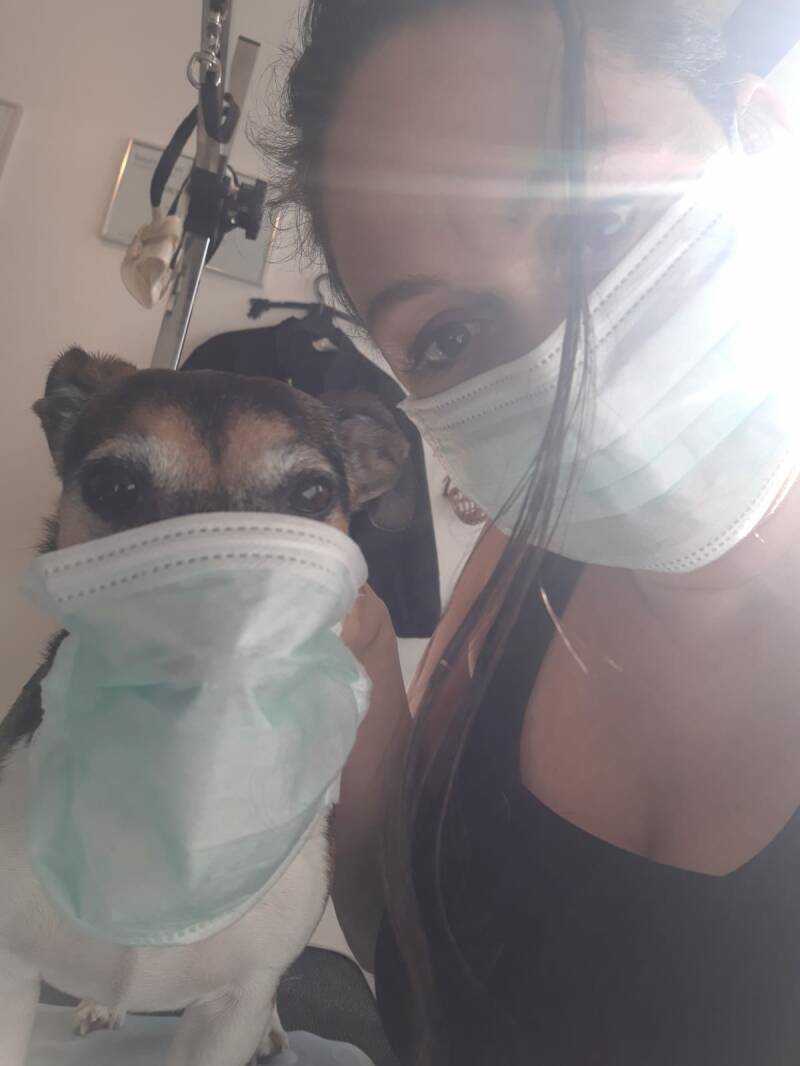 Mindy mini Jack Russell