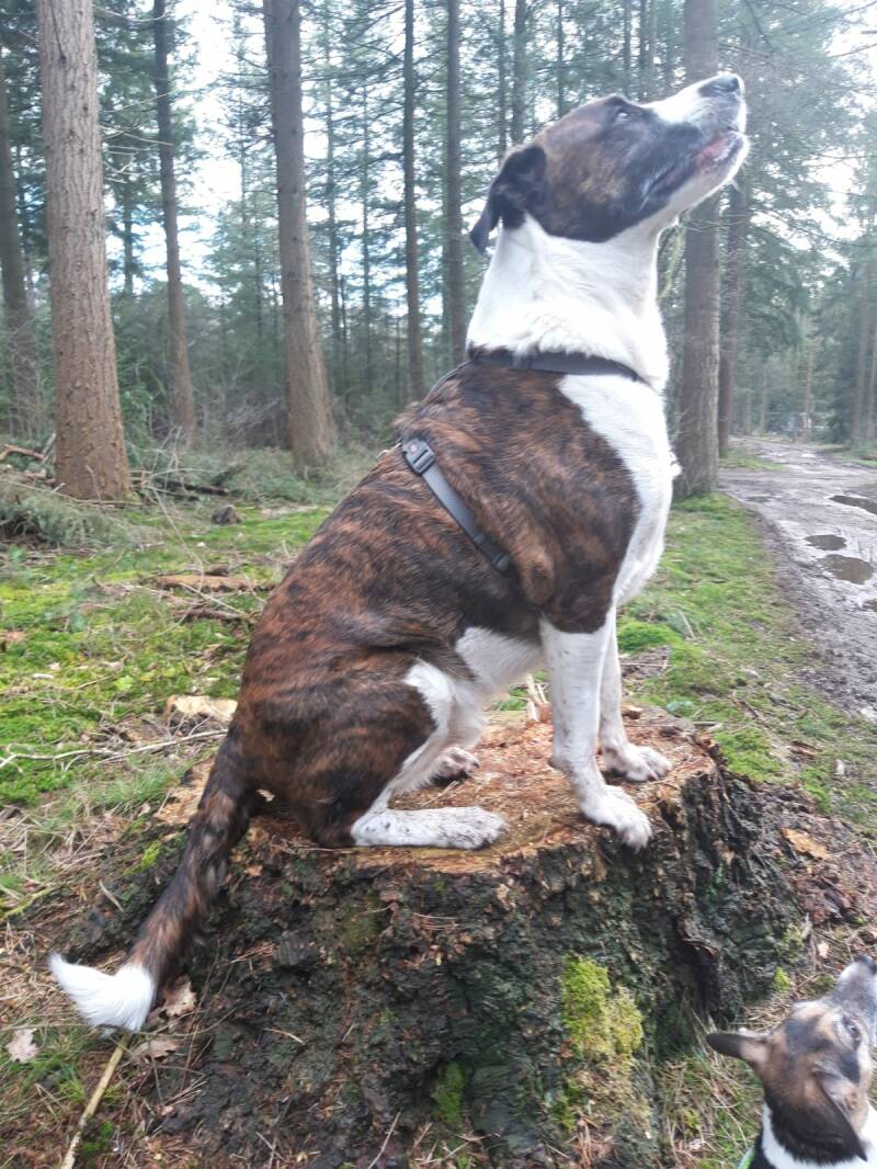 Bo kruising American stafford en herder 