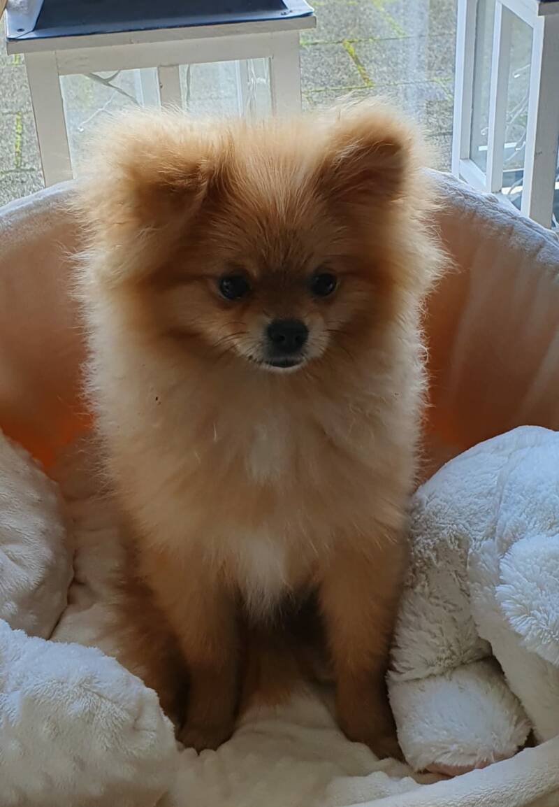 Coco Pomeriaan